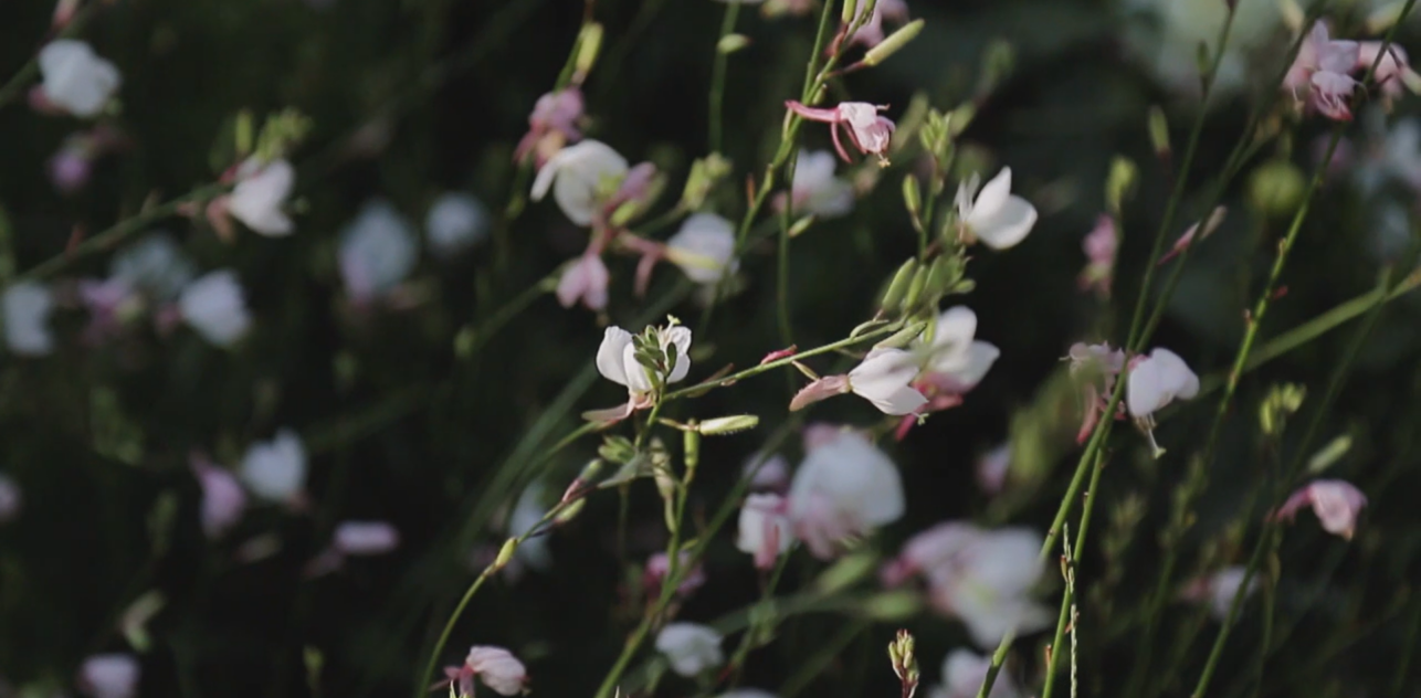 Az idei egynyári virágok 2018.07.25.