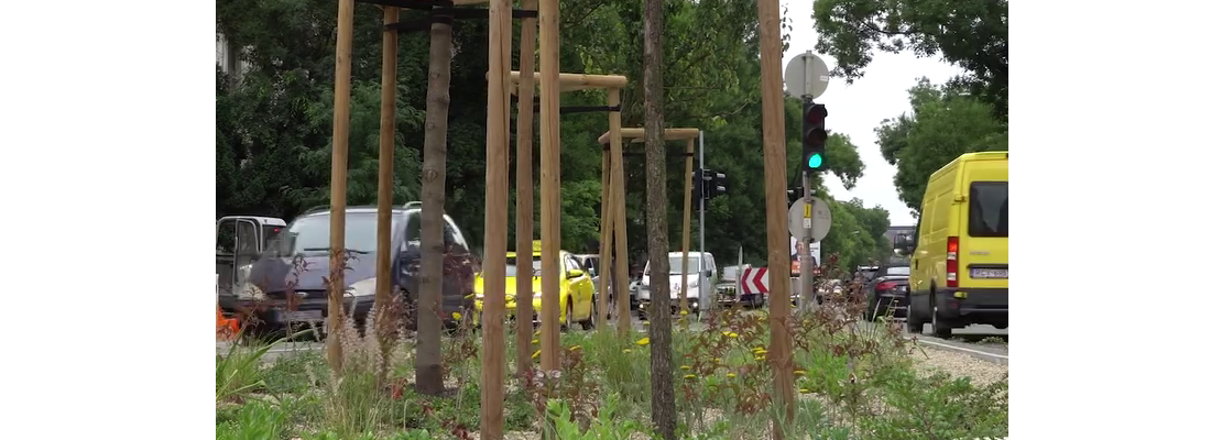 Beton feltörve, ágyás kialakítva, a fák és a növények elültetve – elkészült a zöld sziget a Rottenbiller utcában