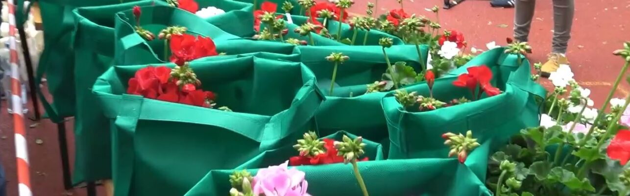 Bolondulok Kőbányáért! A virágokért is! Ezért Önöknek is szeretnék adni! Az idén is! Hogy mikortól és hogyan?