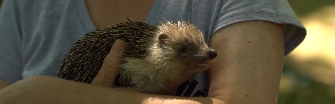 Állatvédelmi családi nap Újbudán a Bikás parkban