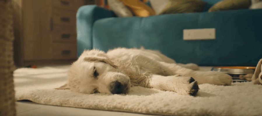 Kutyabarát újdonság Újbuda önkormányzatától