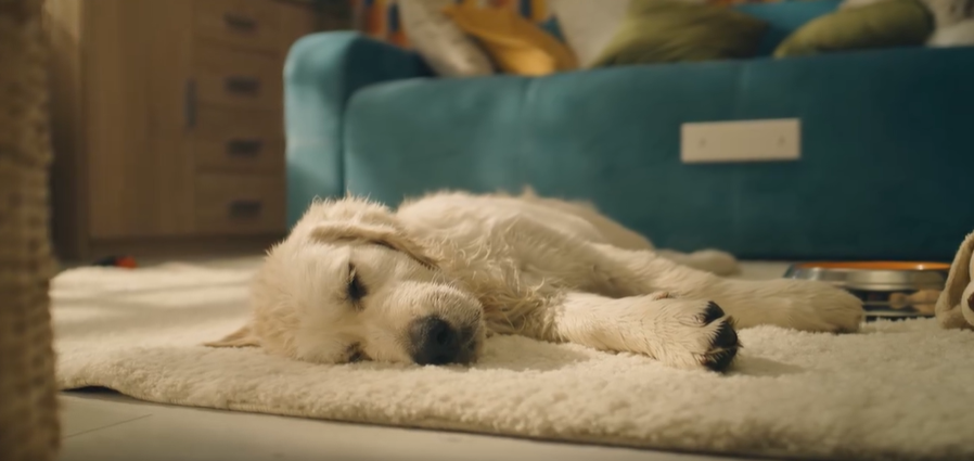 Kutyabarát újdonság Újbuda önkormányzatától