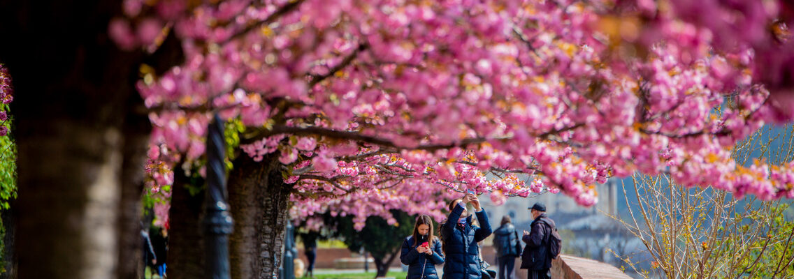 🌸 Rózsaszínbe fordulnak a parkok – megjelentek a japán cseresznyefák virágai