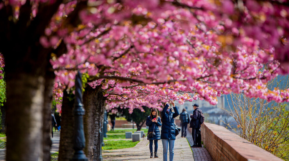 🌸 Rózsaszínbe fordulnak a parkok – megjelentek a japán cseresznyefák virágai